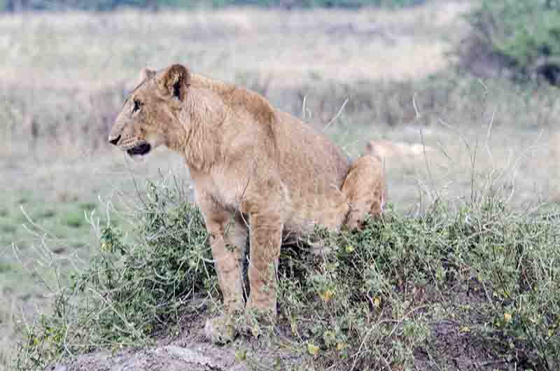 14 - Leon joven - parque nacional Queen Elizabeth - Uganda